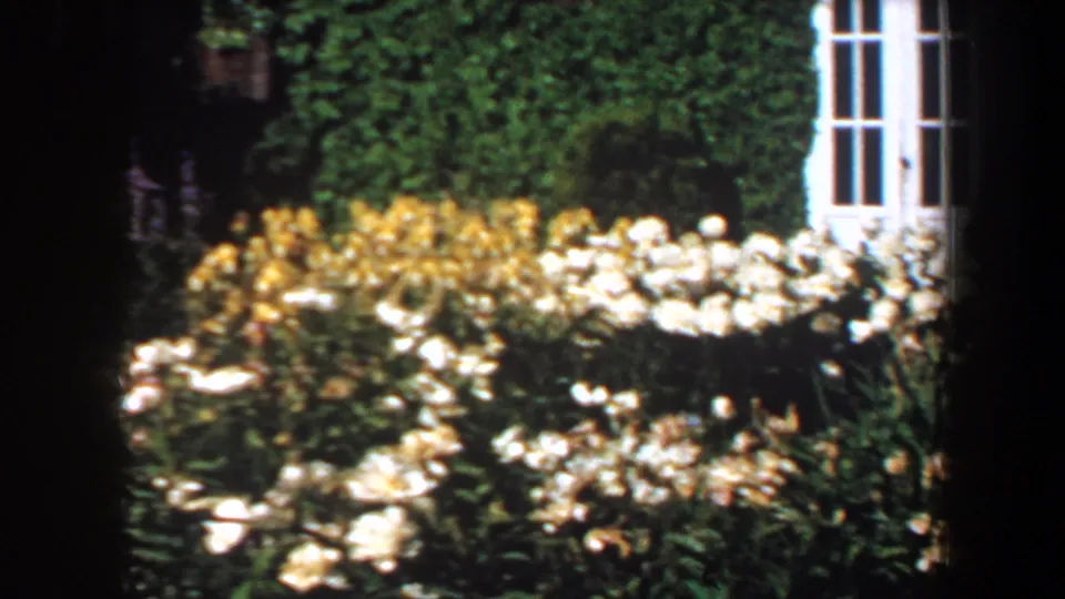 1964 Saint Louis garden frame showing yellow and white flower beds near dense greenery and a white vertical door or window frame.