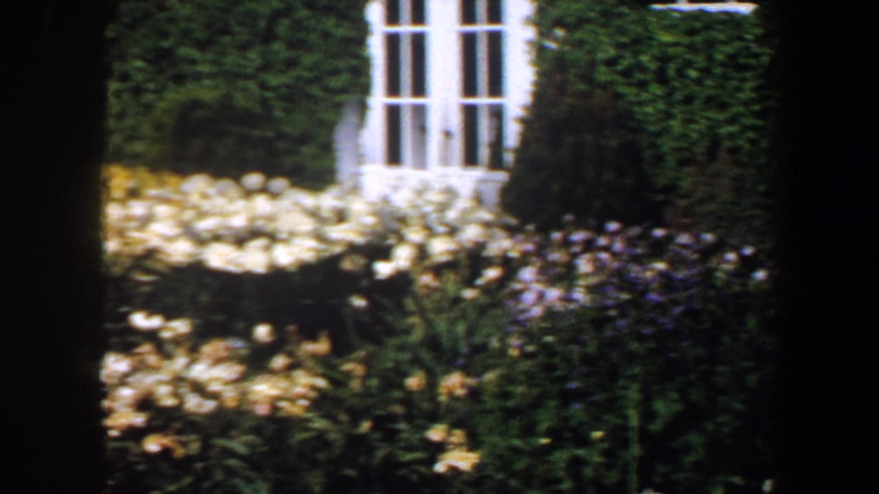 1964 Saint Louis home-movie frame showing sunlit white flowers, dark shrubs, ivy, and a white-framed window.