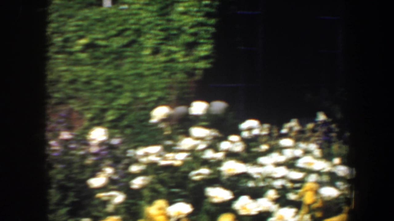 Blurred white and yellow flowers beside dense ivy and dark garden wall.