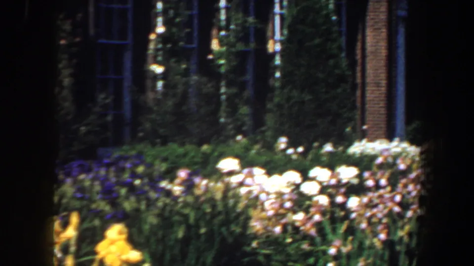 1964 garden frame with white blossoms, purple flowering plants, shrubs, and brickwork seen through a dark film edge.