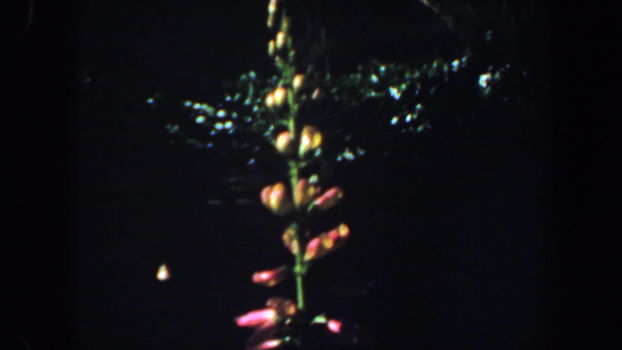 Tall flowering plant with pink and orange blossoms against a dark background.