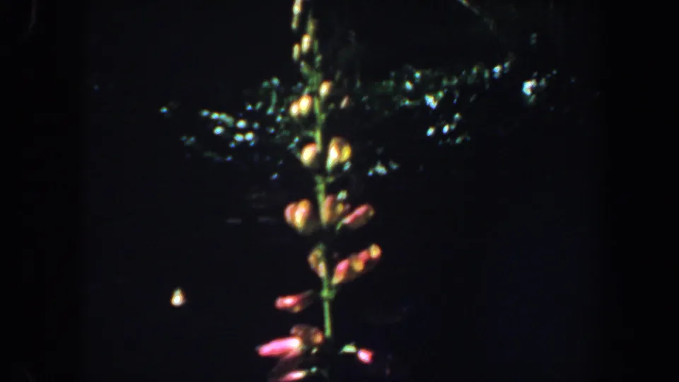 Close-up 8mm frame of a tall flowering stalk with pink and orange blossoms, set against a very dark garden background.