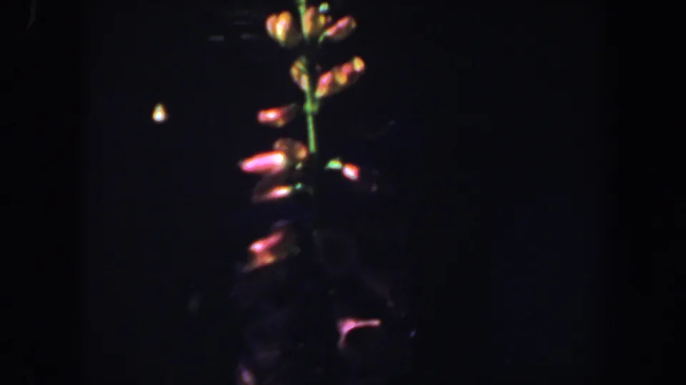 Dimly exposed close-up of a tall garden flower, with pink blossoms and a green stem visible in grainy 8mm texture.