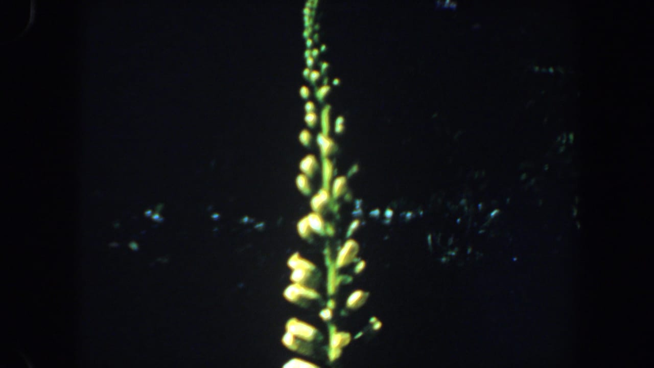 Tall pale flower spike against a dark leafy background.