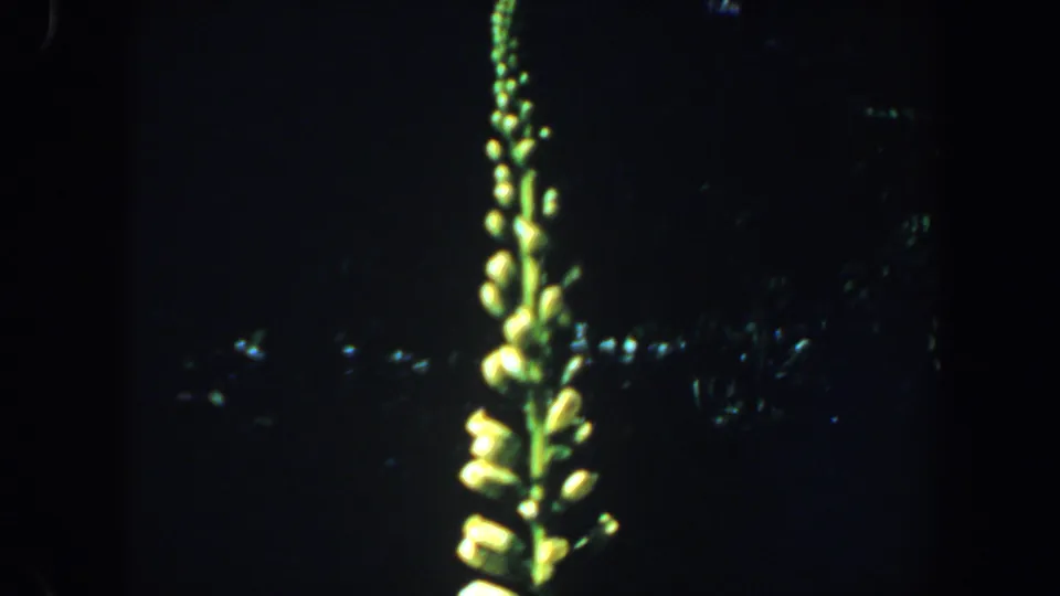 1964 8mm close-up of a pale flowering spike, likely foxglove, set against dark foliage in Saint Louis, Missouri.