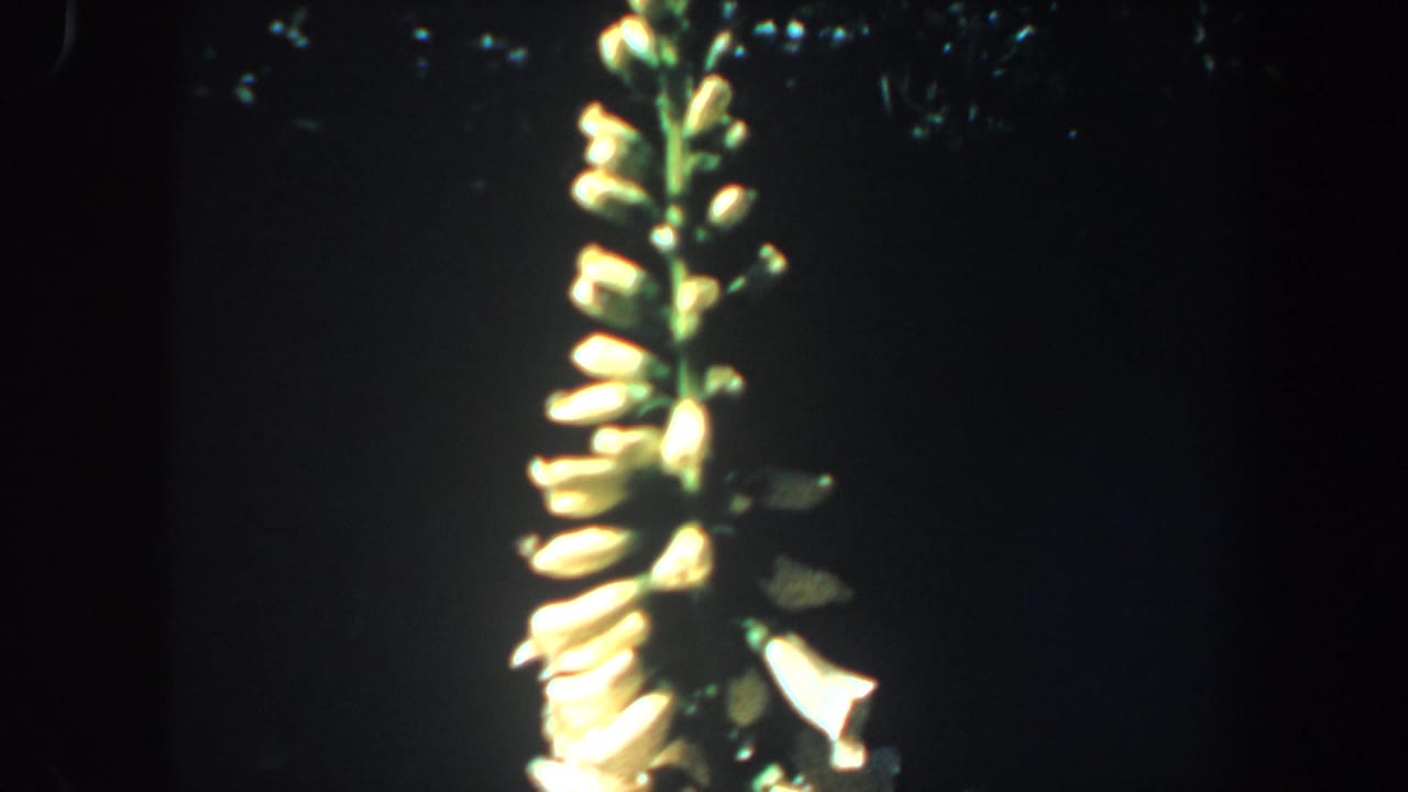 Close 8mm view of a yellow-white flowering spike near the right edge, with the background falling into dark shadow.