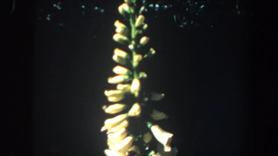 Close 8mm view of a yellow-white flowering spike near the right edge, with the background falling into dark shadow.