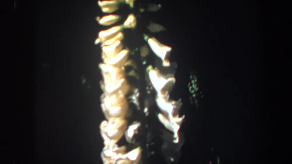 1964 Saint Louis 8mm frame with pale bell-shaped blossoms filling the left side and smaller flower forms in shadow behind them.