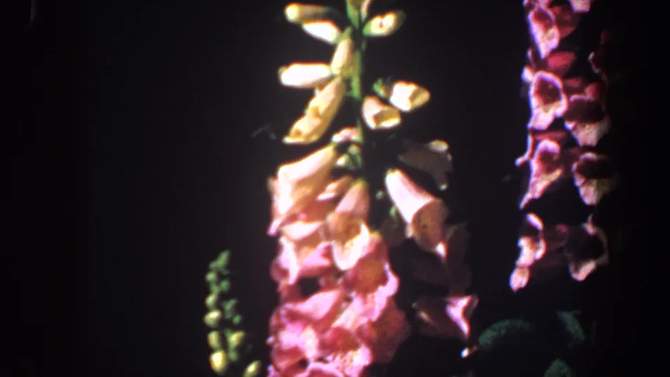 Close 8mm frame of pink and pale foxglove-like flower spikes, with green stems and dark foliage behind them.