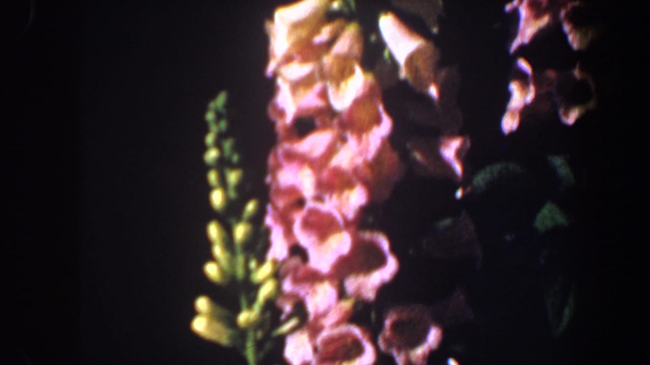 1964 Saint Louis 8mm frame showing pink foxglove blossoms and green stems in a shadowed garden setting.