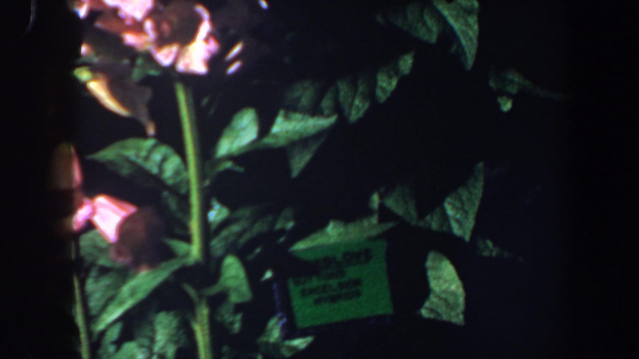 Foxglove stems and leaves with a small green plant tag partly visible.