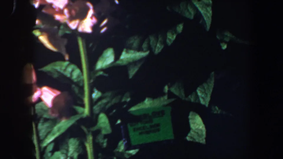 1964 Saint Louis garden frame with foxglove leaves, pink blossoms, and a small green plant tag in shadow.