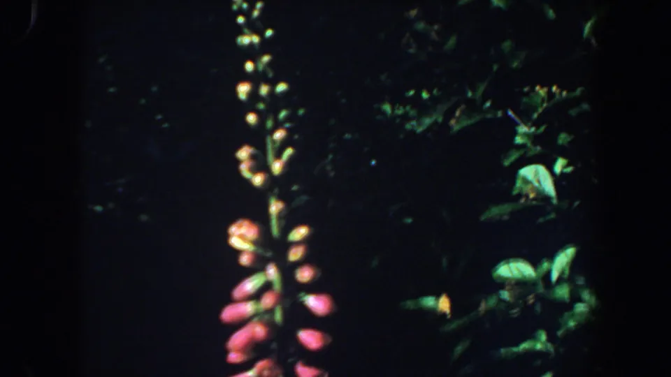 1964 Saint Louis 8mm frame showing a vertical foxglove stalk with pink buds and surrounding green leaves.