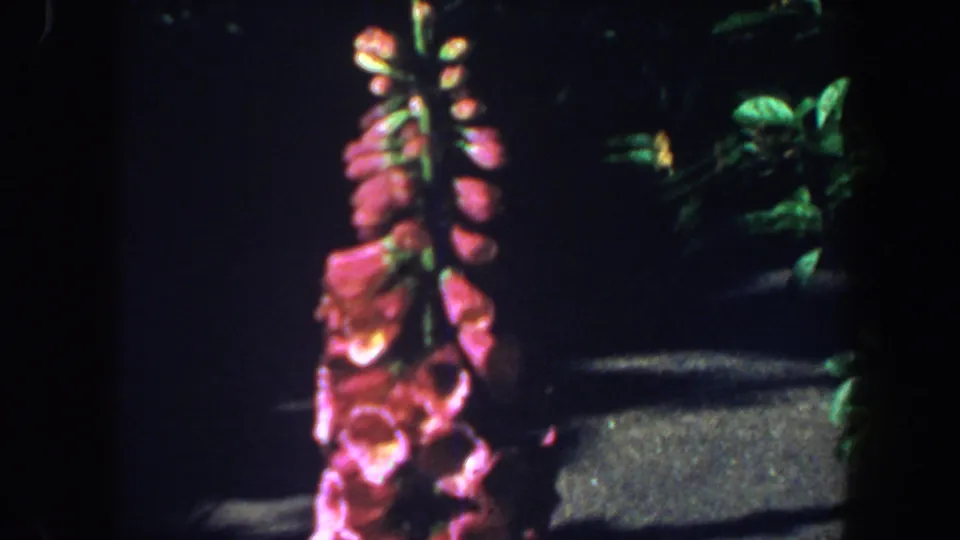 1964 Saint Louis garden frame with pink foxglove flowers, dark leaves, and a partial planter or pot edge.