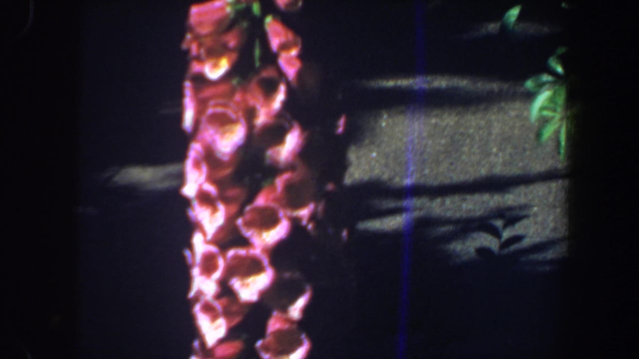 1964 Saint Louis home-movie frame showing pink flowers in partial shadow near dark framing or a window edge.