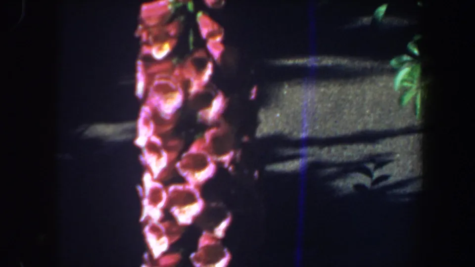 1964 Saint Louis home-movie frame showing pink flowers in partial shadow near dark framing or a window edge.
