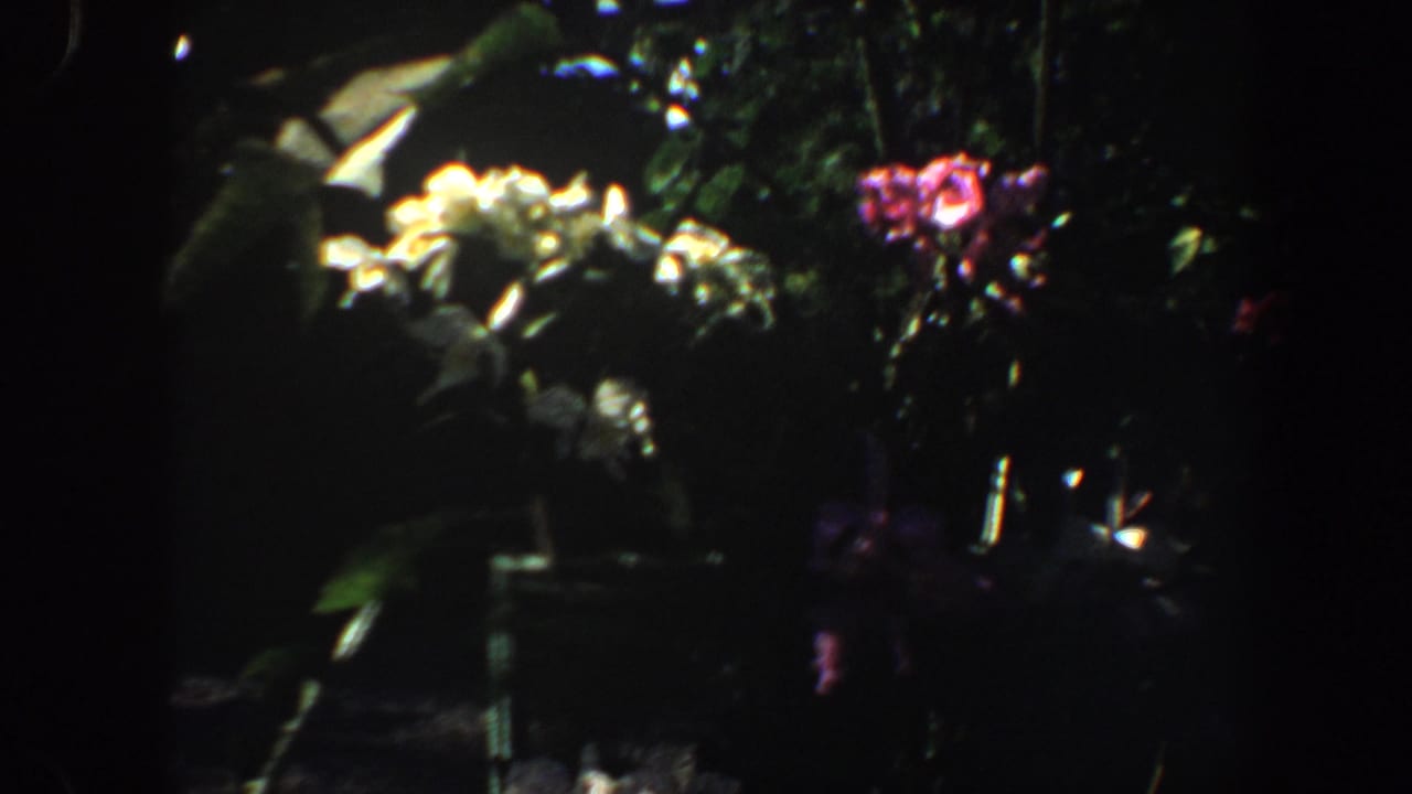 Pale and pink flowers in a shaded garden bed.