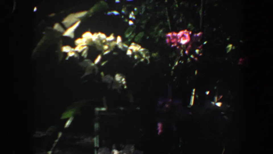 Close 8mm view of pale and pink blossoms among dark foliage in the Saint Louis garden sequence.
