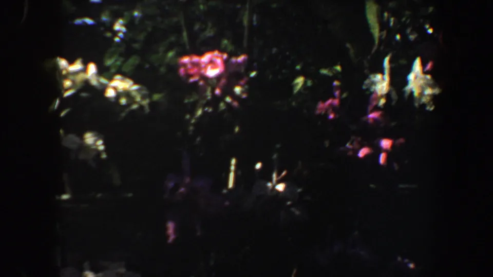 Handheld-looking close-up of clustered pink and pale flowers with leafy stems in the 1964 garden footage.