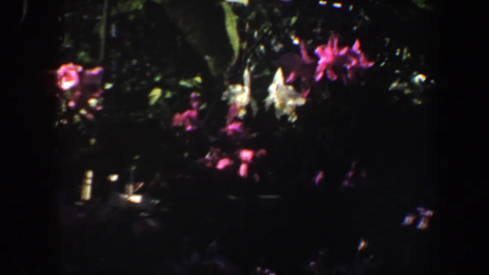 Close floral frame from the Saint Louis garden clip, with bright blossoms standing out against dense shadowed leaves.