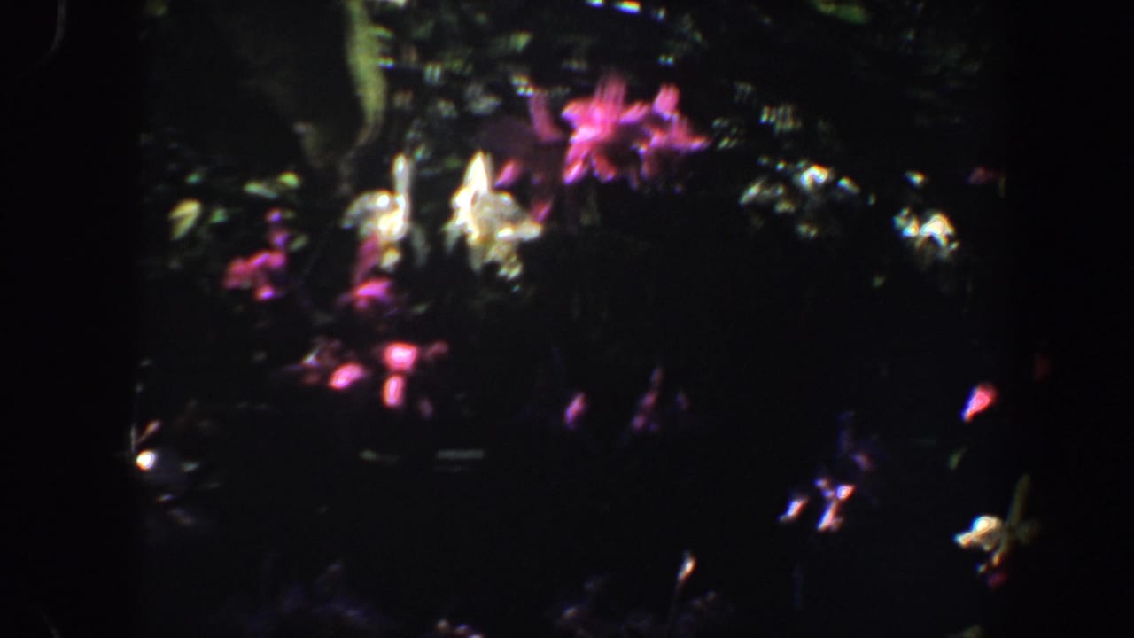 Pink and white flowers partly obscured by dark garden foliage.