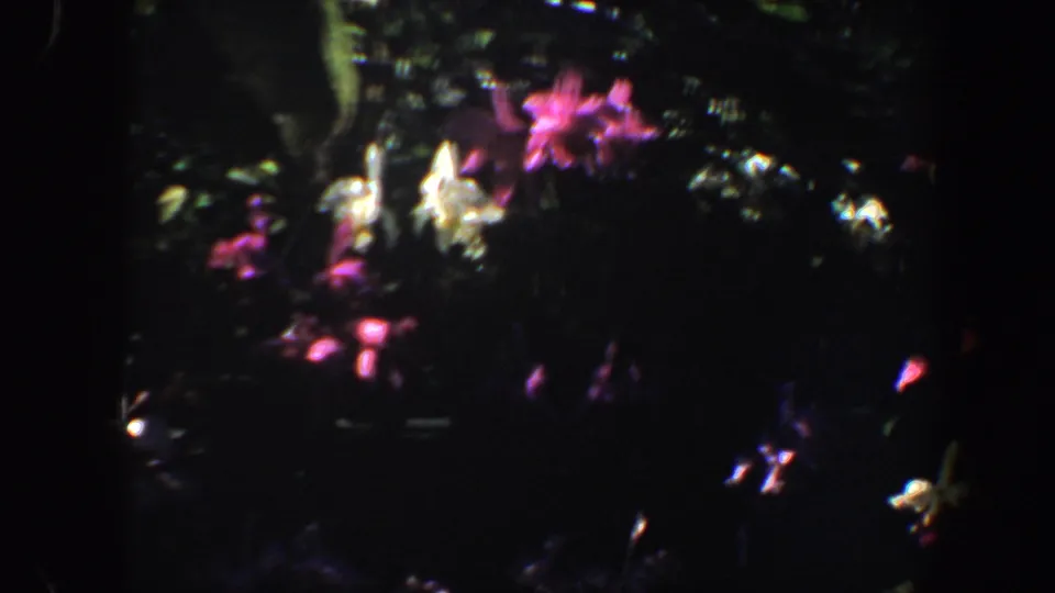 Soft-focus 1964 8mm garden frame likely from Saint Louis, showing pink and white blossoms among shaded leaves.