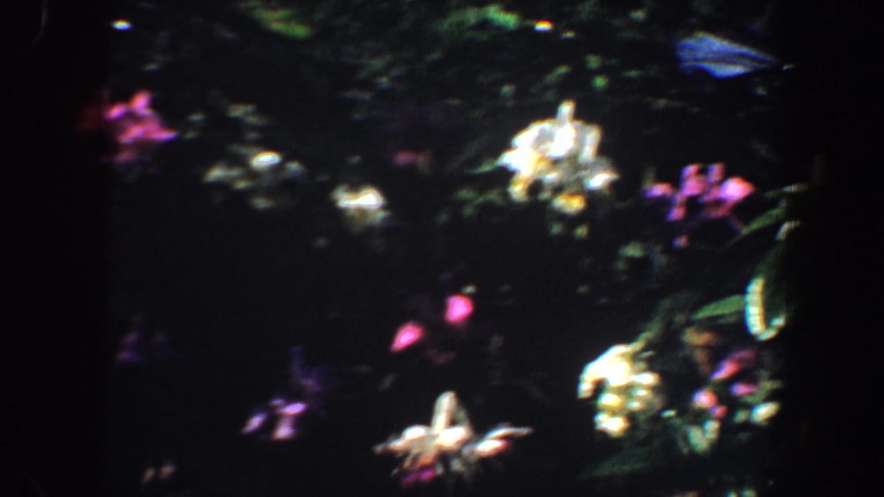 White and pink flowers scattered across a dark leafy garden view.