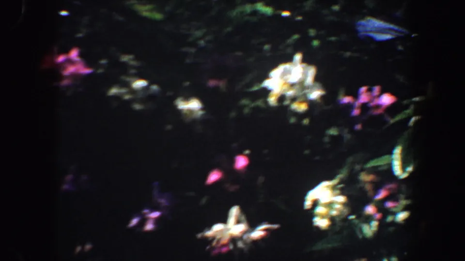 Soft 8mm frame of white and pink flowers against dark foliage in a likely Saint Louis garden, 1964.