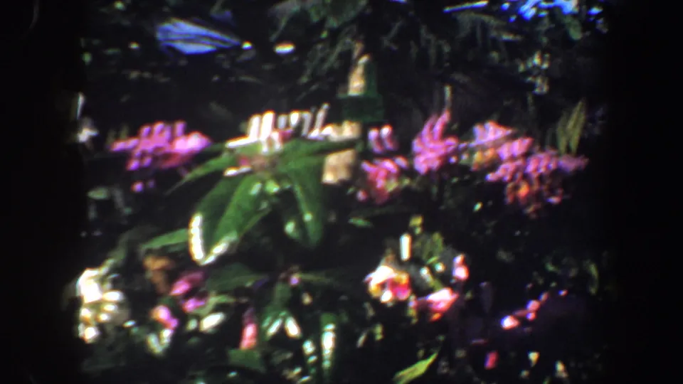 1964 8mm home-movie frame showing pink flowers, broad green leaves, and white blossoms in a sunlit garden.