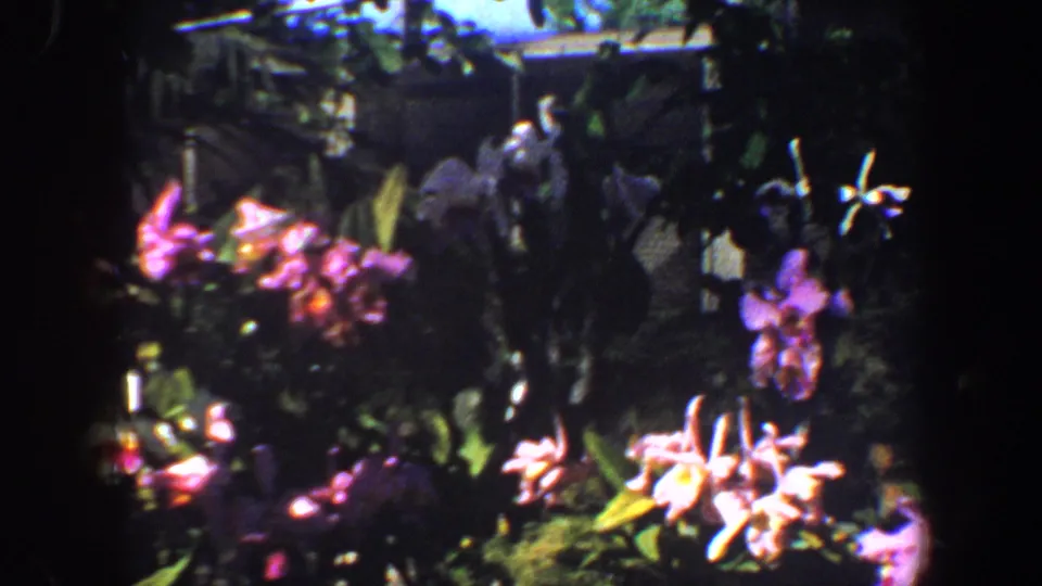 Likely Saint Louis 1964 8mm frame of pink and white garden flowers, green leaves, and dark shaded background.