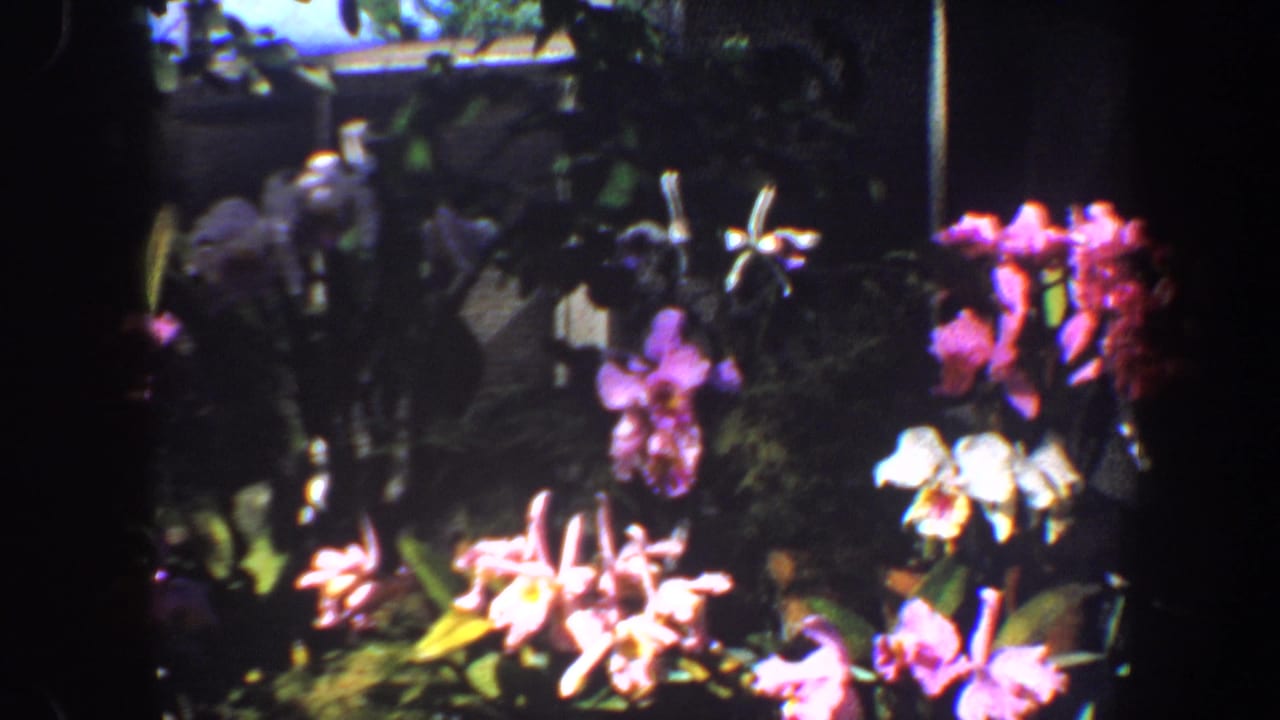 Several pink, purple, and white orchids in a dim indoor plant display.