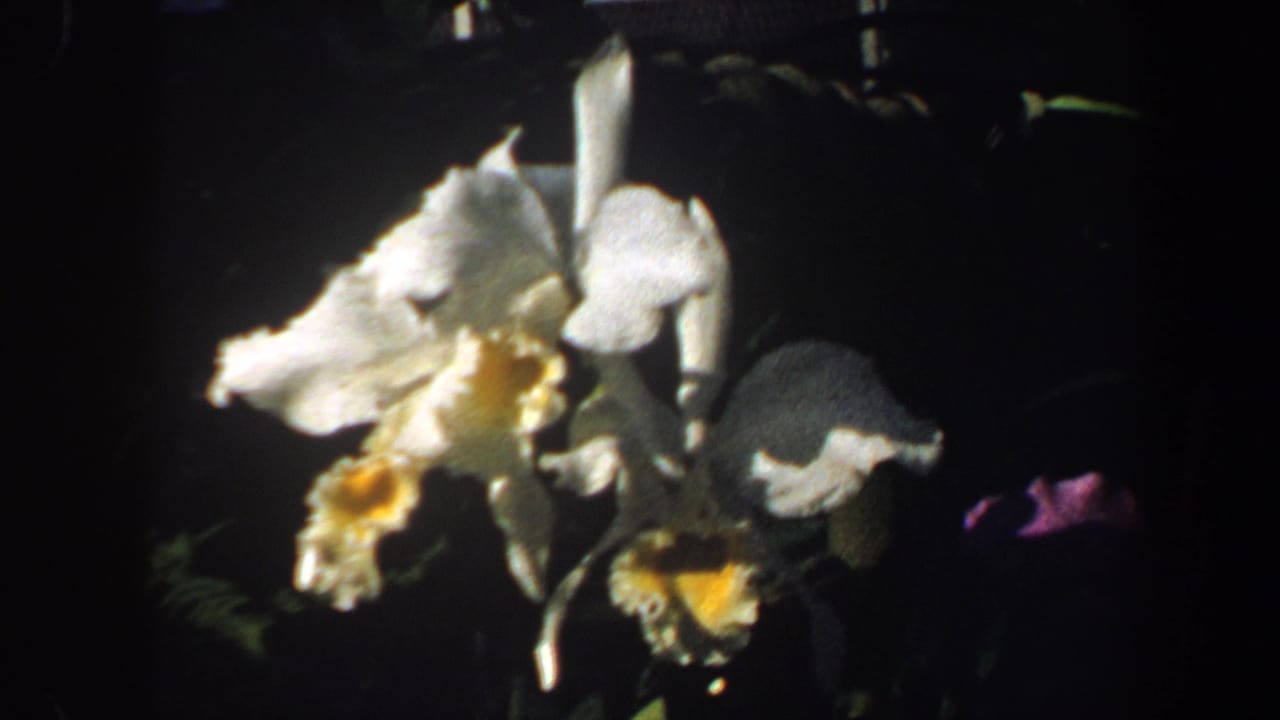 Close view of white orchids with yellow centers against a dark background.