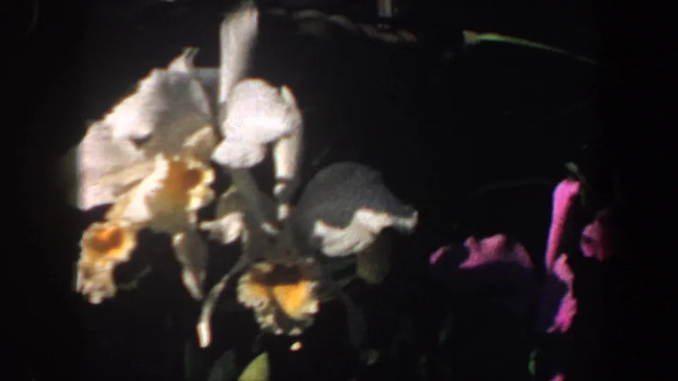 A 1964 Saint Louis home-movie frame with white orchids in the foreground and pink blooms partially visible to the right.