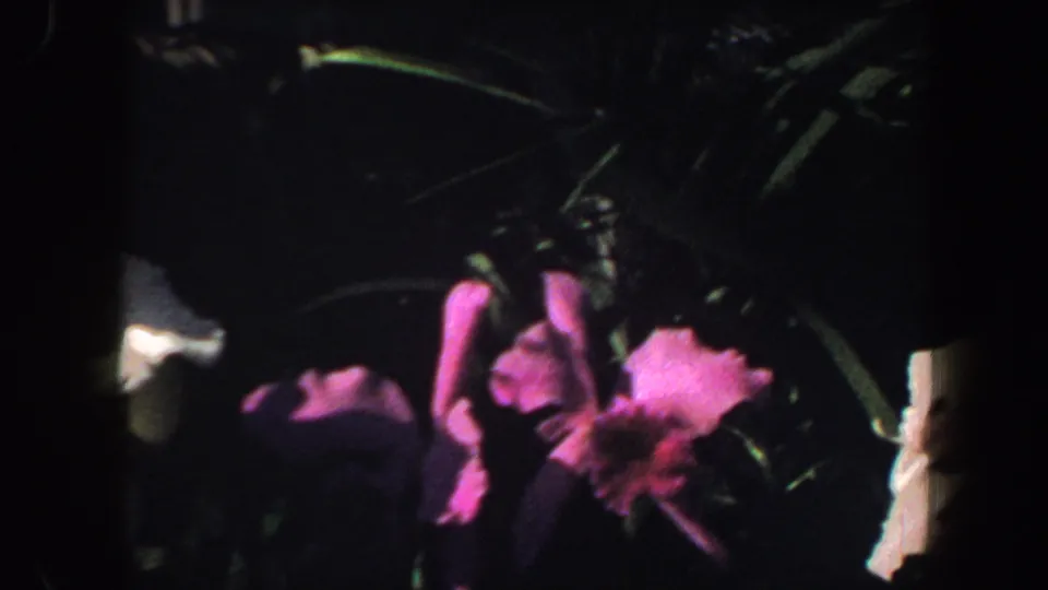 Final frame from the 1964 Saint Louis orchid clip showing pink blossoms amid dark leaves and a partial white bloom at the edge.