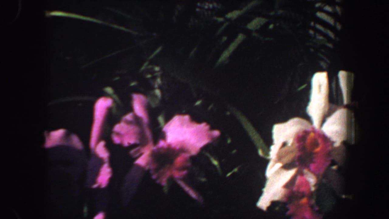 1964 Saint Louis 8mm frame showing pink and white orchids lit against deep greenhouse shadows.