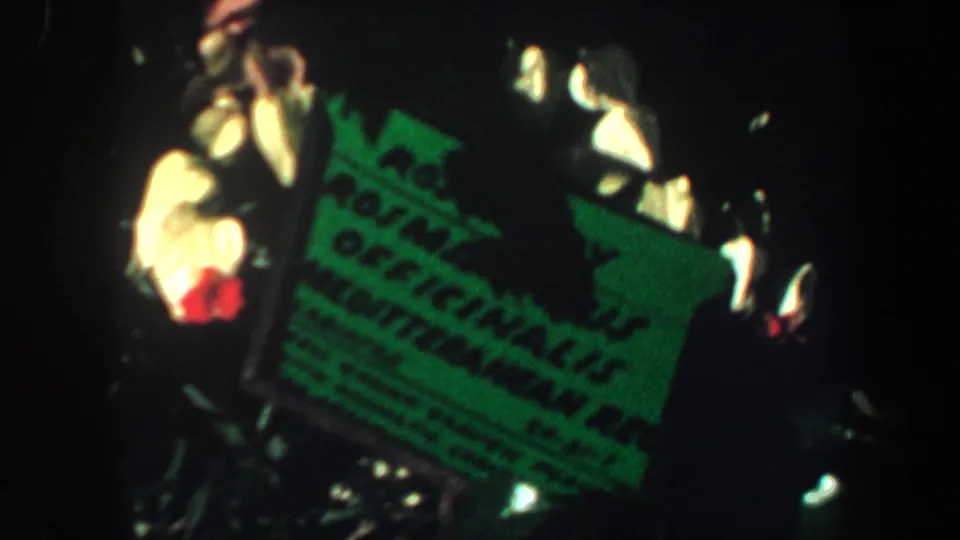 1964 Saint Louis 8mm frame showing a green printed sign partly surrounded by white and red orchids.