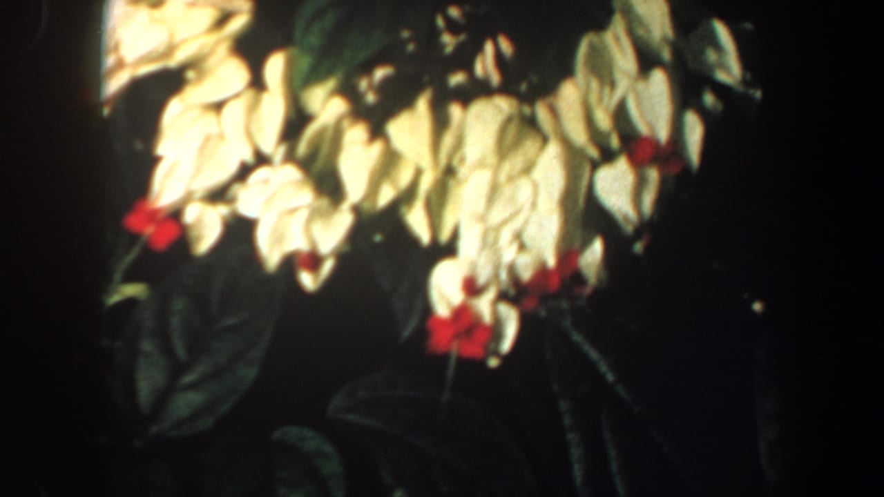 1964 Saint Louis 8mm frame showing white flowers with red centers in a dim greenhouse setting.