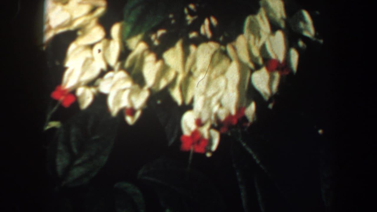 Close-up flowers with pale bracts, red centers, and surrounding foliage.