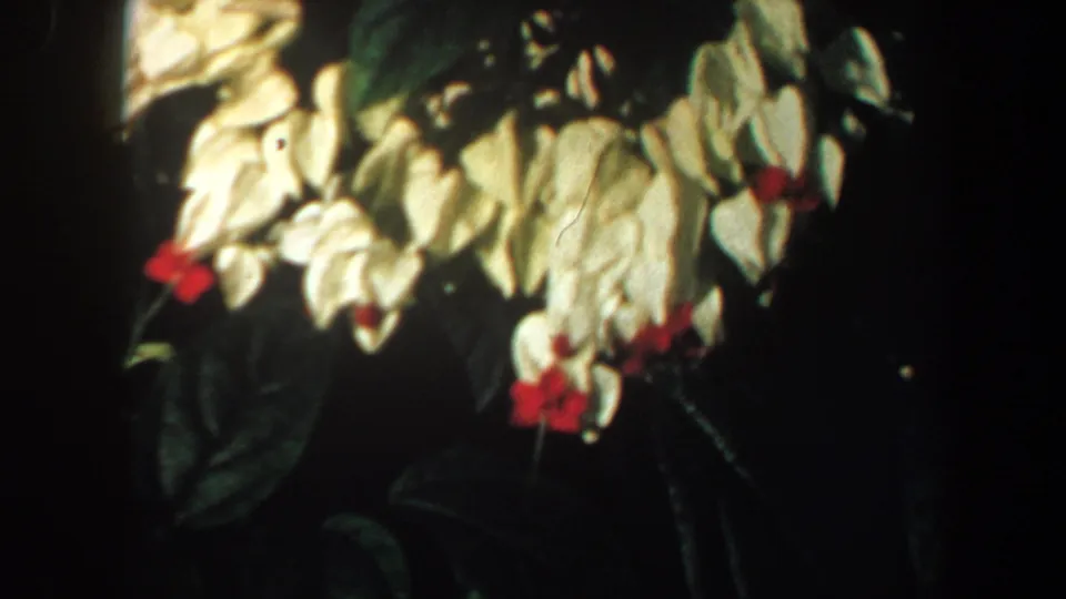 Close 8mm view of pale greenhouse flowers with red centers and dark leaves, Saint Louis, 1964.