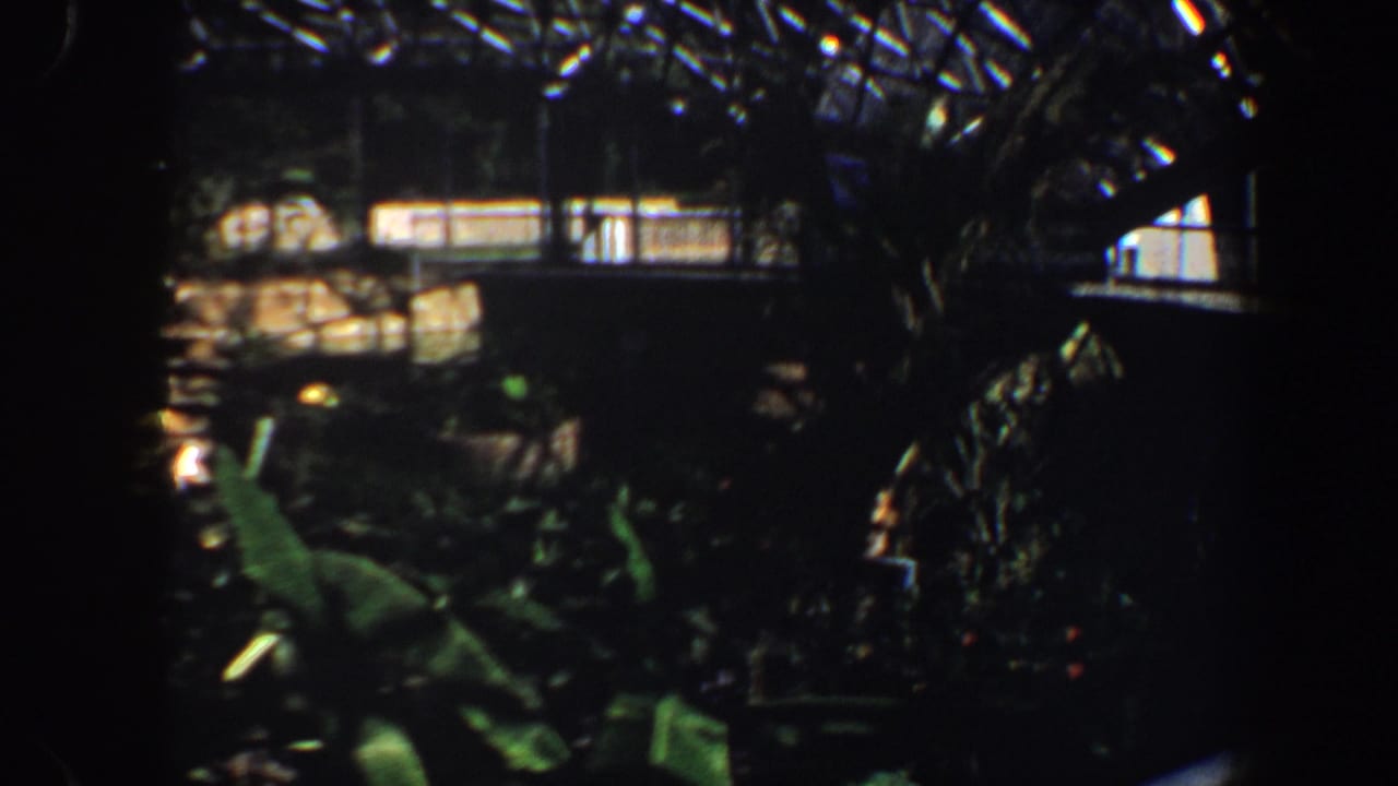 Dark indoor garden view with tropical leaves below a glass-paneled ceiling.