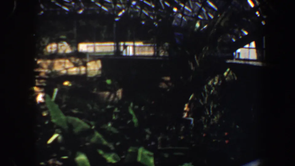 1964 Saint Louis 8mm frame showing leafy indoor botanical garden foliage beneath a shadowed glass ceiling structure.