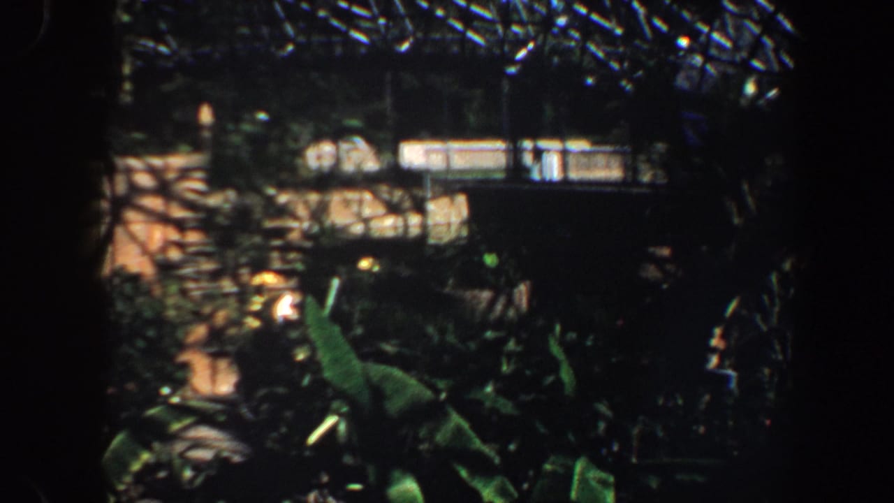Leafy indoor planting with bright glass roof panels and dark surrounding branches.