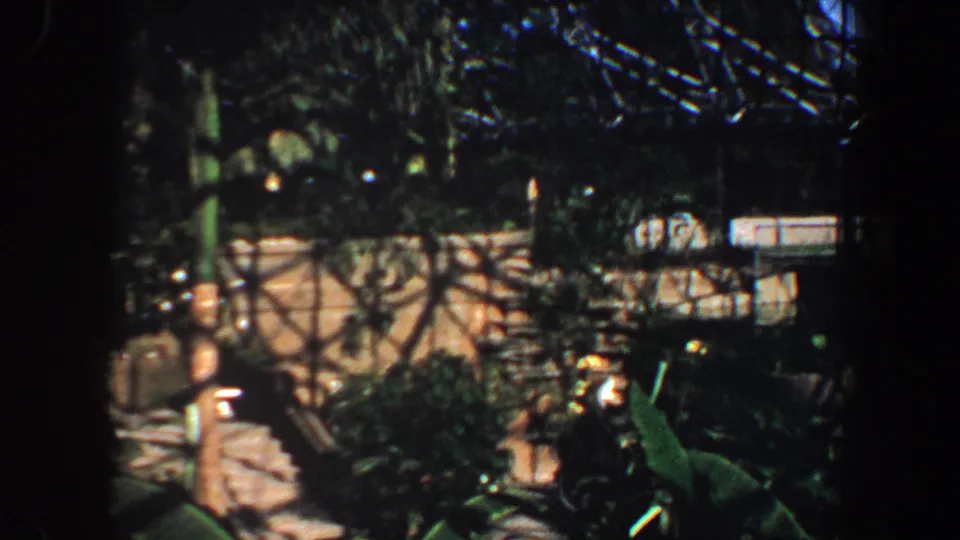 1964 Saint Louis frame showing a shadowed botanical garden interior with broad leaves and bright glass-roof structure.