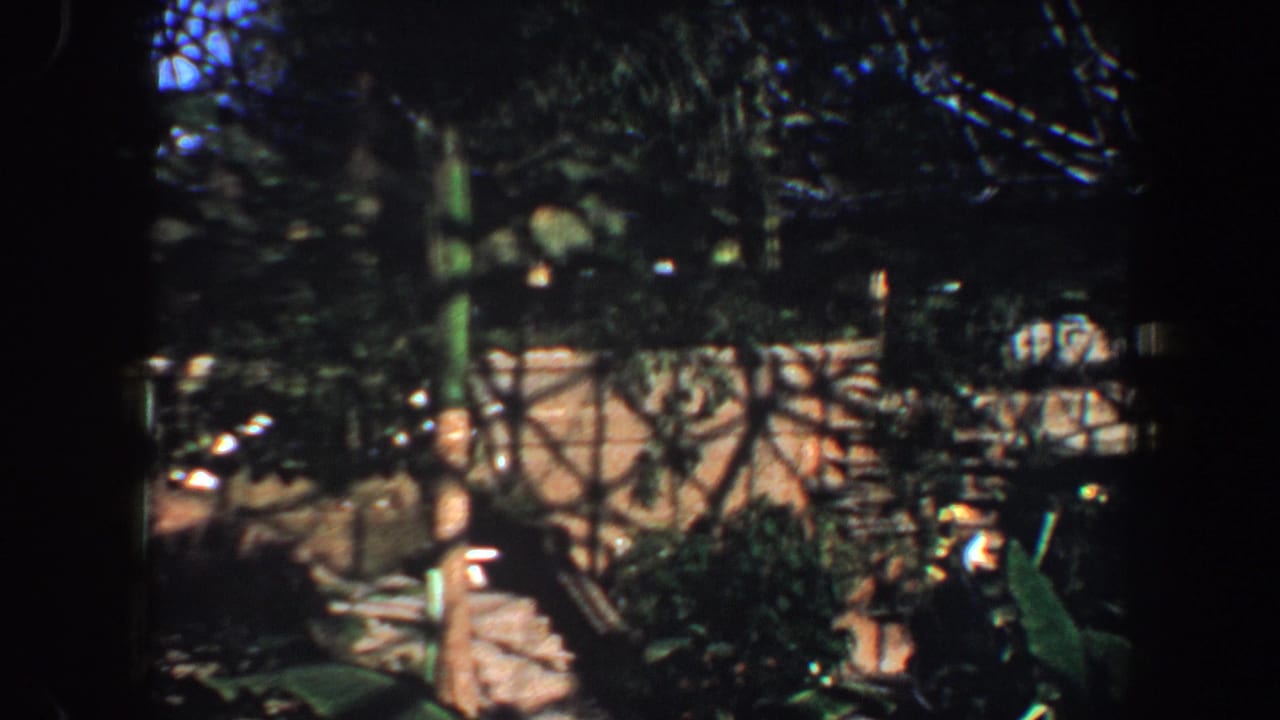 Greenhouse interior with dense plants, stone path, and glass roof shadows.
