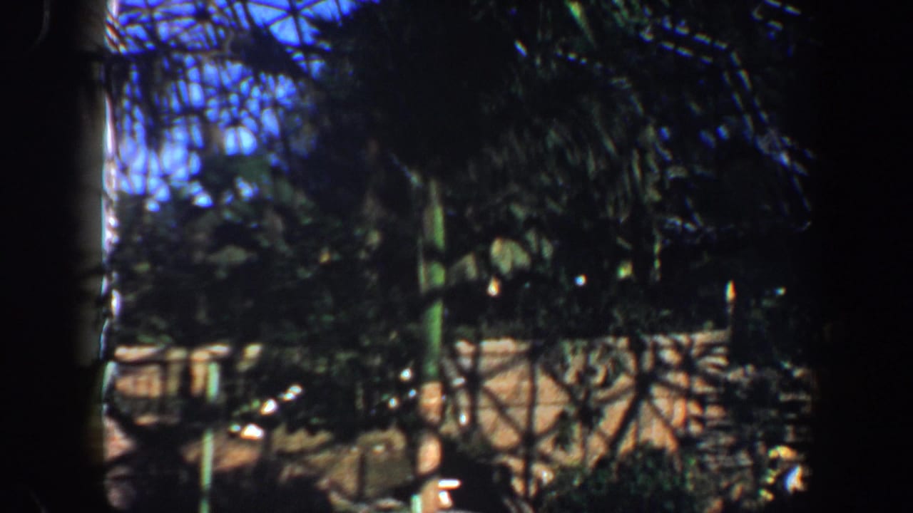 Greenhouse foliage and roof lattice with a path partly visible below.