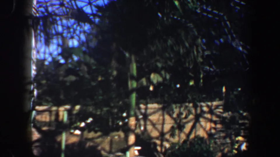 1964 Saint Louis greenhouse view with dark foliage, glass lattice overhead, and a pale walkway or wall beyond the plants.