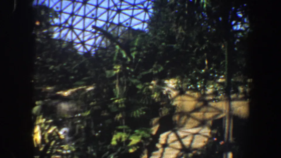 Saint Louis greenhouse interior on 8mm film, with tropical plants, stone edging, railings, and patterned dome shadows.
