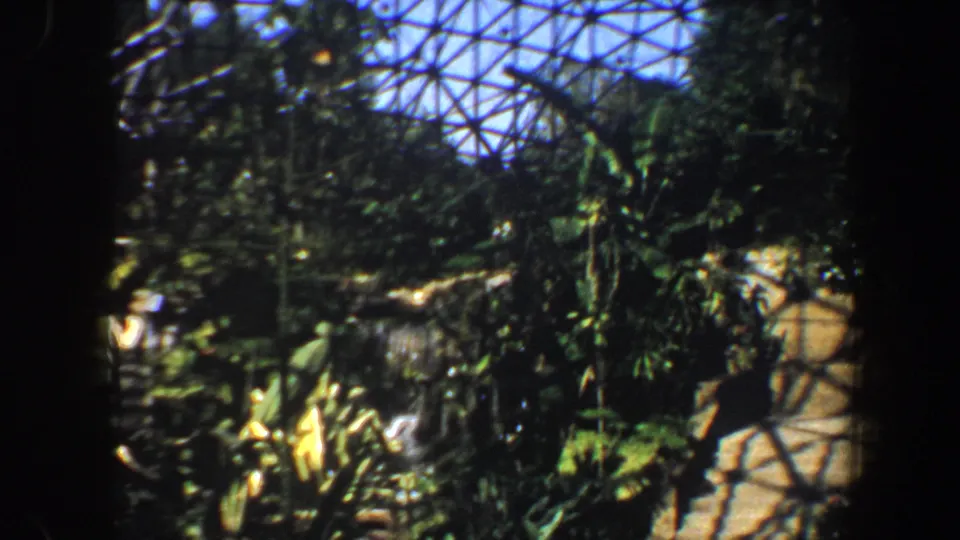 1964 home-movie frame of a greenhouse water feature amid ferns, broad leaves, rock edging, and dome-light shadows.