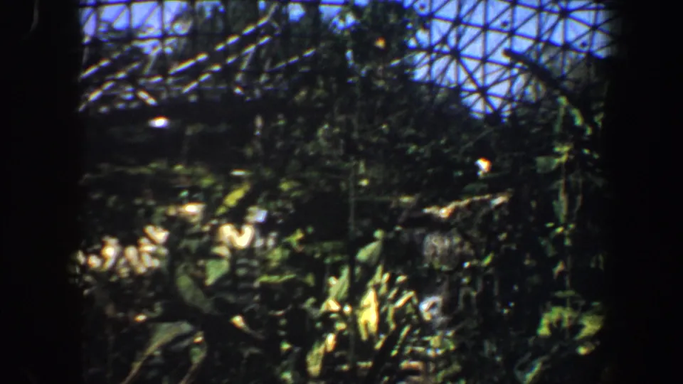 Saint Louis 1964 greenhouse view with dense tropical planting, a small stream or cascade, rockwork, and geodesic roof structure.