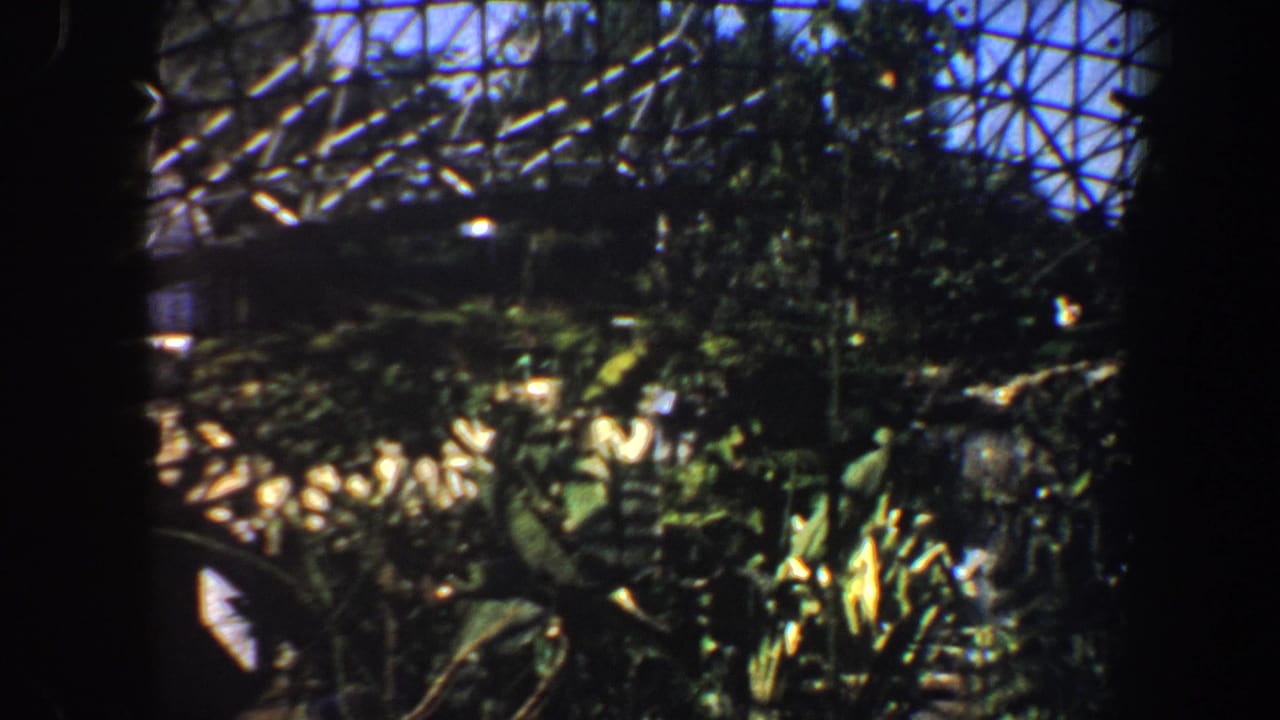 1964 8mm Saint Louis travel frame with dark film borders, leafy foreground detail, and a bridge-like structure at upper left.